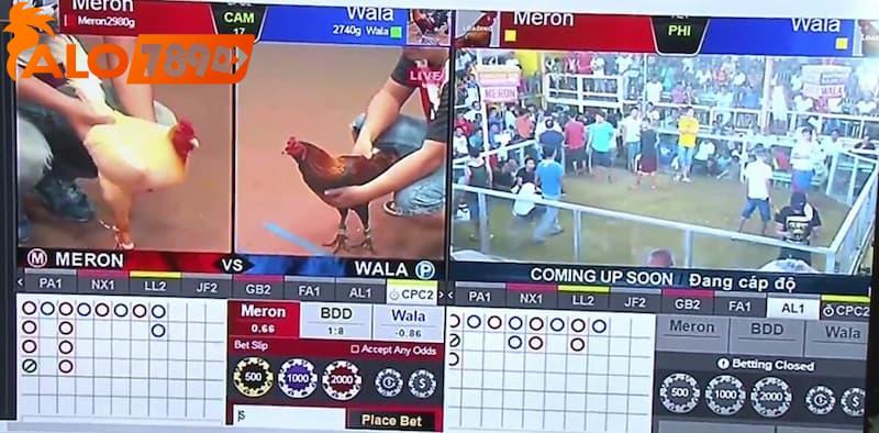 Bạn vừa xem livestream vừa được tương tác với người xem đá gà khác