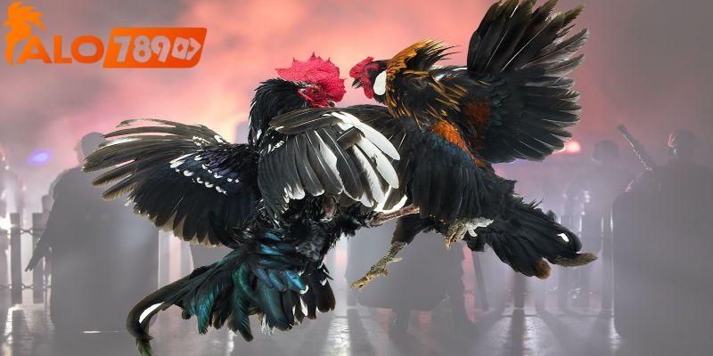 Mẹo đá gà dễ thắng